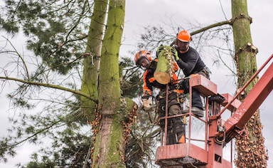 What You Need to Know Before Hiring a Tree Service Company