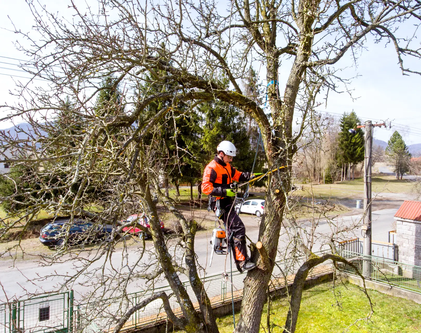 Lumberjack with a saw and harness for pruning a tree.