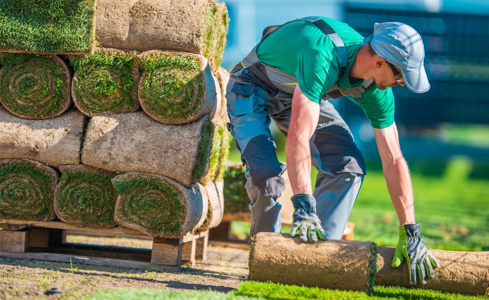 All About Sod Grass