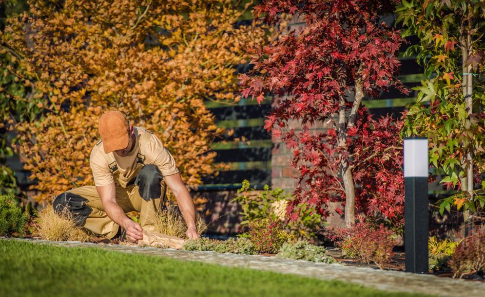 How to Care for Your Plants During the Fall Season
